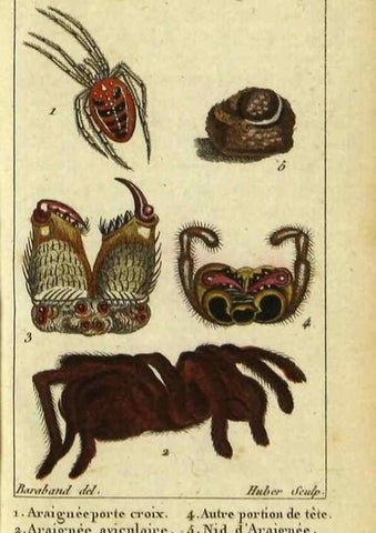 Reproducción/Reproduction 9623158112: Histoire naturelle des insectes, composée d'après Réamur, Geoffroy, Degéer, Roesel, Linné, Fabricius, et les meilleurs ouvrages qui ont paru sur cette partie;. Paris,Roret,1828.