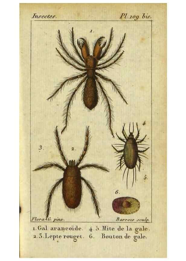 Reproducción/Reproduction 9619921831: Histoire naturelle des insectes, composée d'après Réamur, Geoffroy, Degéer, Roesel, Linné, Fabricius, et les meilleurs ouvrages qui ont paru sur cette partie;. Paris,Roret,1828.