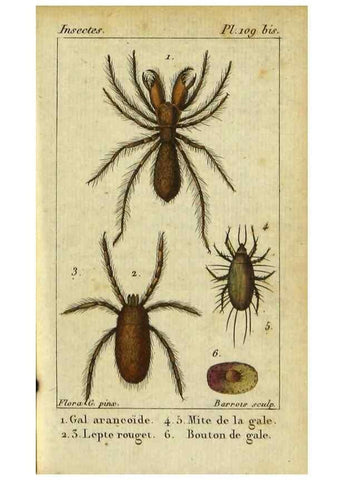Reproducción/Reproduction 9619921831: Histoire naturelle des insectes, composée d'après Réamur, Geoffroy, Degéer, Roesel, Linné, Fabricius, et les meilleurs ouvrages qui ont paru sur cette partie;. Paris,Roret,1828.