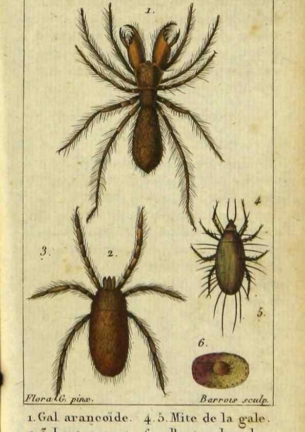 Reproducción/Reproduction 9619921831: Histoire naturelle des insectes, composée d'après Réamur, Geoffroy, Degéer, Roesel, Linné, Fabricius, et les meilleurs ouvrages qui ont paru sur cette partie;. Paris,Roret,1828.