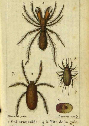 Reproducción/Reproduction 9619921831: Histoire naturelle des insectes, composée d'après Réamur, Geoffroy, Degéer, Roesel, Linné, Fabricius, et les meilleurs ouvrages qui ont paru sur cette partie;. Paris,Roret,1828.