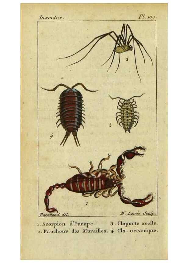 Reproducción/Reproduction 9619923427: Histoire naturelle des insectes, composée d'après Réamur, Geoffroy, Degéer, Roesel, Linné, Fabricius, et les meilleurs ouvrages qui ont paru sur cette partie;. Paris,Roret,1828.