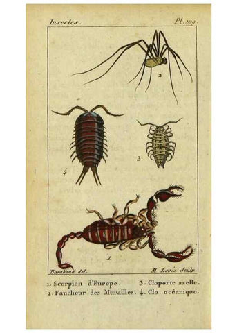 Reproducción/Reproduction 9619923427: Histoire naturelle des insectes, composée d'après Réamur, Geoffroy, Degéer, Roesel, Linné, Fabricius, et les meilleurs ouvrages qui ont paru sur cette partie;. Paris,Roret,1828.
