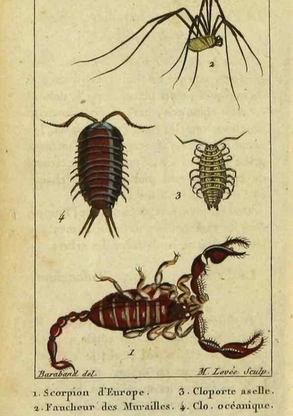 Reproducción/Reproduction 9619923427: Histoire naturelle des insectes, composée d'après Réamur, Geoffroy, Degéer, Roesel, Linné, Fabricius, et les meilleurs ouvrages qui ont paru sur cette partie;. Paris,Roret,1828.