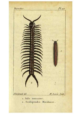 Reproducción/Reproduction 9623161448: Histoire naturelle des insectes, composée d'après Réamur, Geoffroy, Degéer, Roesel, Linné, Fabricius, et les meilleurs ouvrages qui ont paru sur cette partie;. Paris,Roret,1828.
