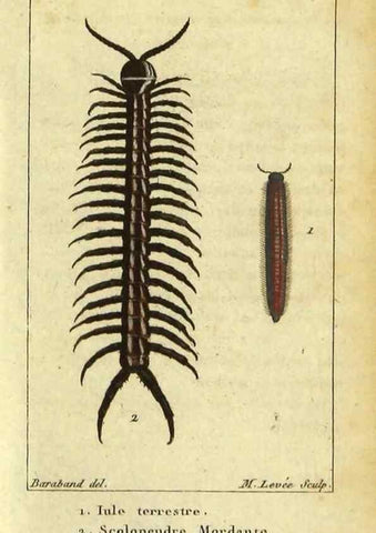 Reproducción/Reproduction 9623161448: Histoire naturelle des insectes, composée d'après Réamur, Geoffroy, Degéer, Roesel, Linné, Fabricius, et les meilleurs ouvrages qui ont paru sur cette partie;. Paris,Roret,1828.