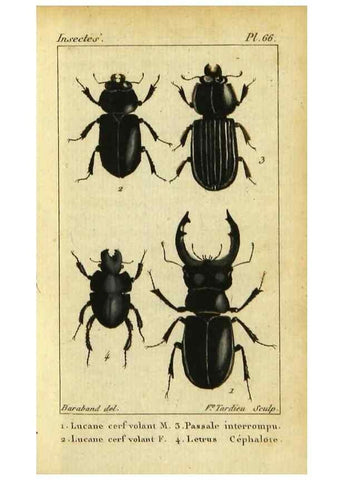 Reproducción/Reproduction 9623162380: Histoire naturelle des insectes, composée d'après Réamur, Geoffroy, Degéer, Roesel, Linné, Fabricius, et les meilleurs ouvrages qui ont paru sur cette partie;. Paris,Roret,1828.