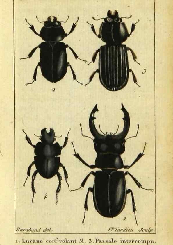 Reproducción/Reproduction 9623162380: Histoire naturelle des insectes, composée d'après Réamur, Geoffroy, Degéer, Roesel, Linné, Fabricius, et les meilleurs ouvrages qui ont paru sur cette partie;. Paris,Roret,1828.