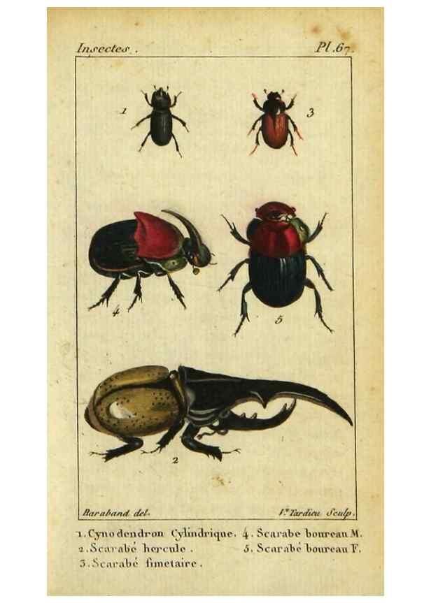 Reproducción/Reproduction 9623163306: Histoire naturelle des insectes, composée d'après Réamur, Geoffroy, Degéer, Roesel, Linné, Fabricius, et les meilleurs ouvrages qui ont paru sur cette partie;. Paris,Roret,1828.