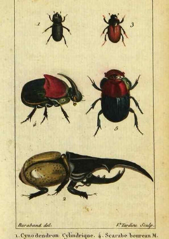 Reproducción/Reproduction 9623163306: Histoire naturelle des insectes, composée d'après Réamur, Geoffroy, Degéer, Roesel, Linné, Fabricius, et les meilleurs ouvrages qui ont paru sur cette partie;. Paris,Roret,1828.