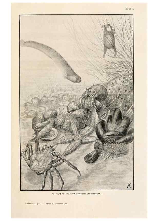 Reproducción/Reproduction 9680188176: Tierbau und tierleben in ihrem zusammenhang betrachtet. Leipzig, und BerlinB. G. Teubner,1910-14.