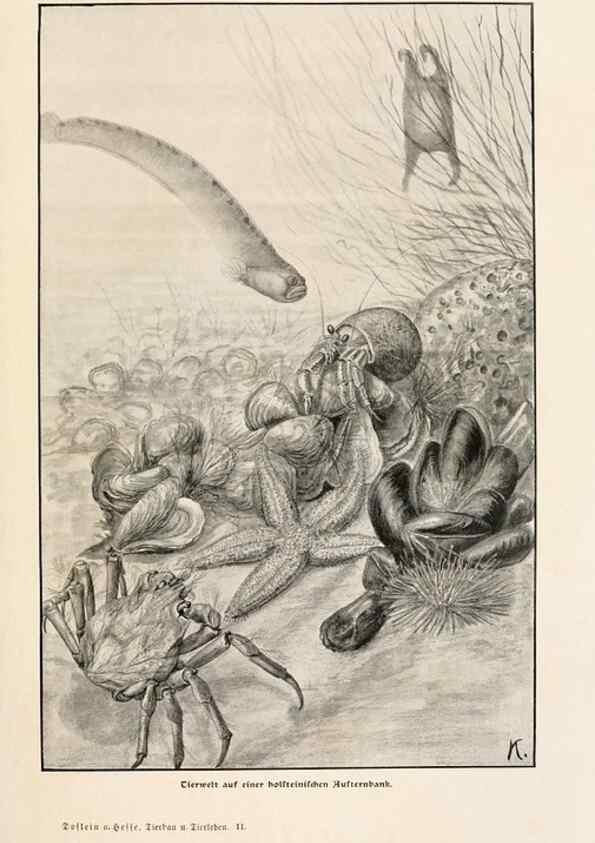 Reproducción/Reproduction 9680188176: Tierbau und tierleben in ihrem zusammenhang betrachtet. Leipzig, und BerlinB. G. Teubner,1910-14.