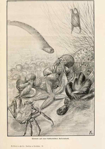 Reproducción/Reproduction 9680188176: Tierbau und tierleben in ihrem zusammenhang betrachtet. Leipzig, und BerlinB. G. Teubner,1910-14.