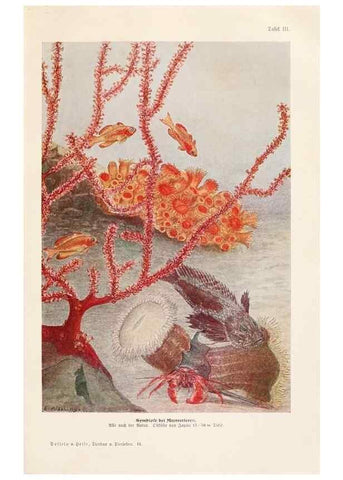 Reproducción/Reproduction 9676955297: Tierbau und tierleben in ihrem zusammenhang betrachtet. Leipzig, und BerlinB. G. Teubner,1910-14.