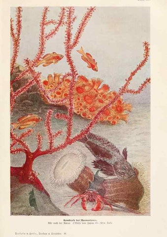 Reproducción/Reproduction 9676955297: Tierbau und tierleben in ihrem zusammenhang betrachtet. Leipzig, und BerlinB. G. Teubner,1910-14.