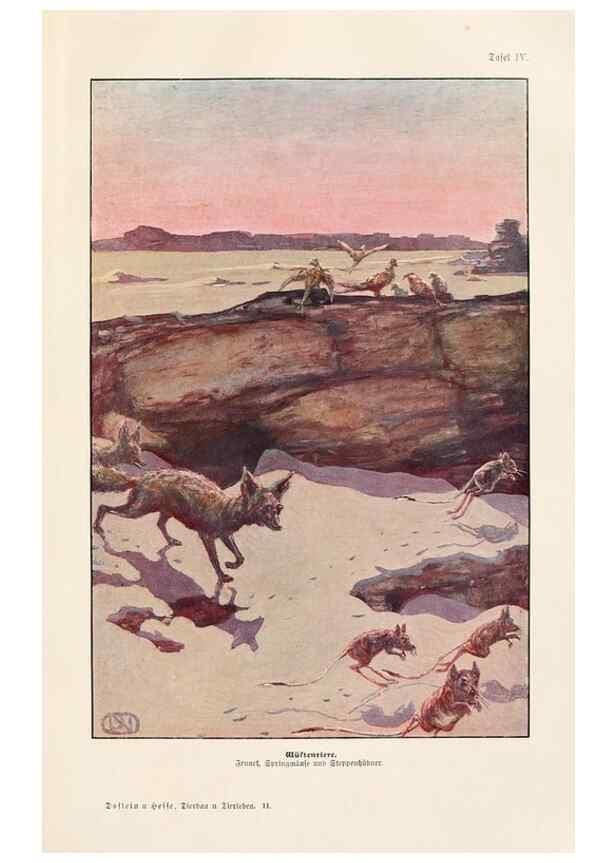 Reproducción/Reproduction 9680191290: Tierbau und tierleben in ihrem zusammenhang betrachtet. Leipzig, und BerlinB. G. Teubner,1910-14.