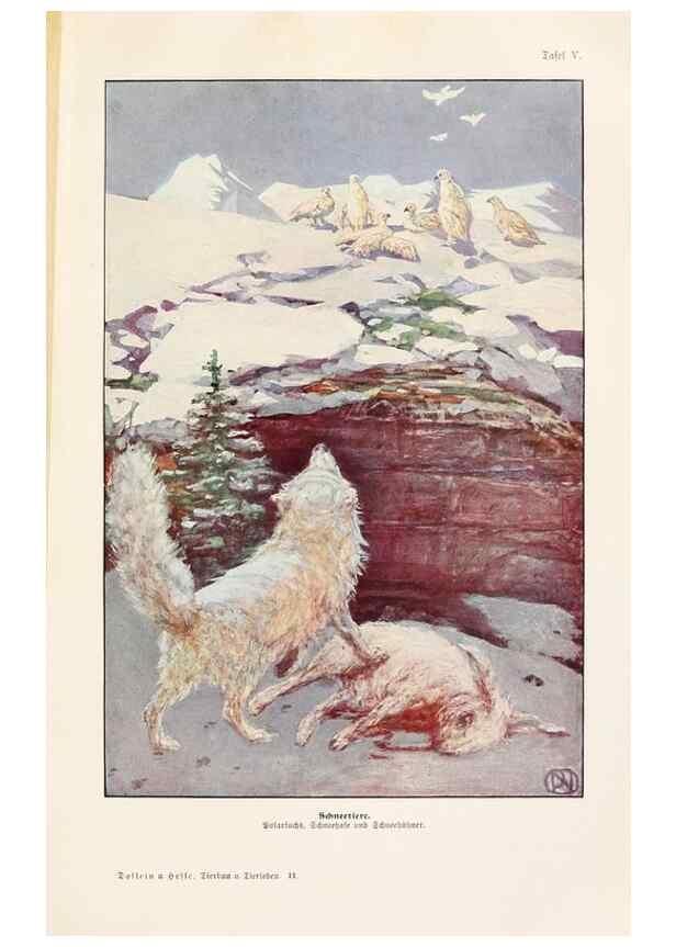 Reproducción/Reproduction 9680192466: Tierbau und tierleben in ihrem zusammenhang betrachtet. Leipzig, und BerlinB. G. Teubner,1910-14.