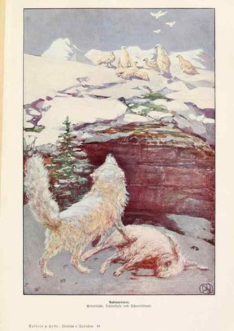 Reproducción/Reproduction 9680192466: Tierbau und tierleben in ihrem zusammenhang betrachtet. Leipzig, und BerlinB. G. Teubner,1910-14.