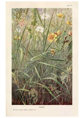 Reproducción/Reproduction 9676959403: Tierbau und tierleben in ihrem zusammenhang betrachtet. Leipzig, und BerlinB. G. Teubner,1910-14.