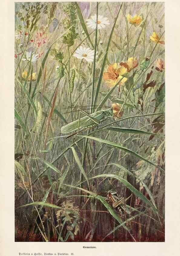 Reproducción/Reproduction 9676959403: Tierbau und tierleben in ihrem zusammenhang betrachtet. Leipzig, und BerlinB. G. Teubner,1910-14.