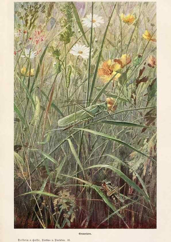 Reproducción/Reproduction 9676959403: Tierbau und tierleben in ihrem zusammenhang betrachtet. Leipzig, und BerlinB. G. Teubner,1910-14.