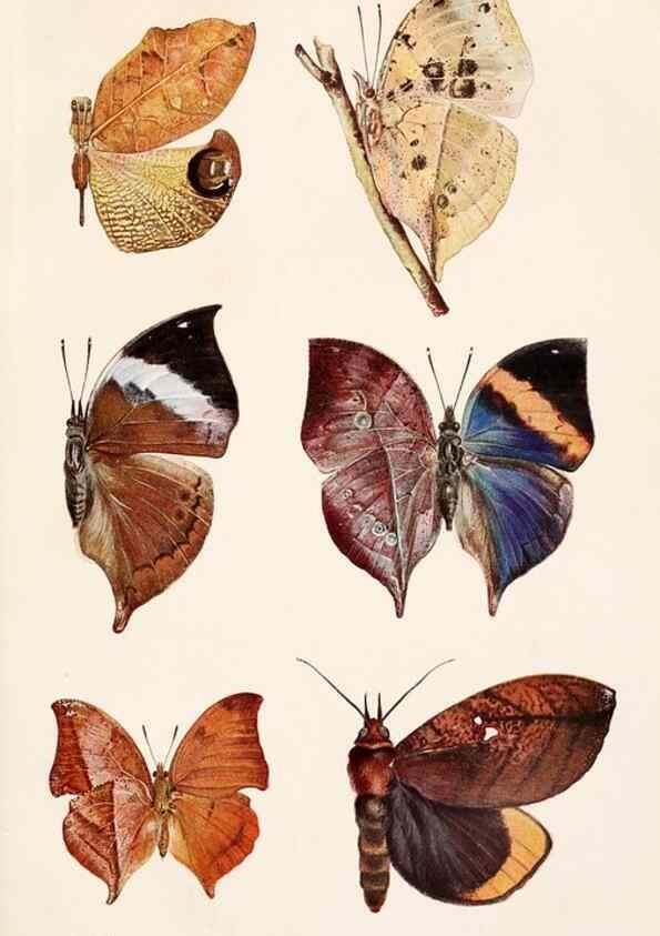 Reproducción/Reproduction 9680195004: Tierbau und tierleben in ihrem zusammenhang betrachtet. Leipzig, und BerlinB. G. Teubner,1910-14.