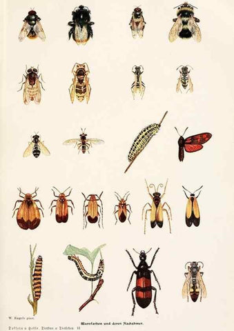 Reproducción/Reproduction 9676961865: Tierbau und tierleben in ihrem zusammenhang betrachtet. Leipzig, und BerlinB. G. Teubner,1910-14.