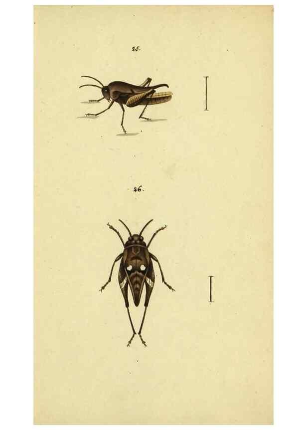 Reproducción/Reproduction 9607924912: Symbola faunae insectorum Helvetiae exhibentia vel species novas vel nondum depictas.. Basileae,typ. J. Georgii Neukirch,1822.