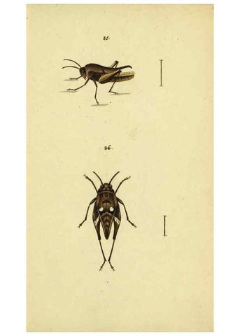 Reproducción/Reproduction 9607924912: Symbola faunae insectorum Helvetiae exhibentia vel species novas vel nondum depictas.. Basileae,typ. J. Georgii Neukirch,1822.