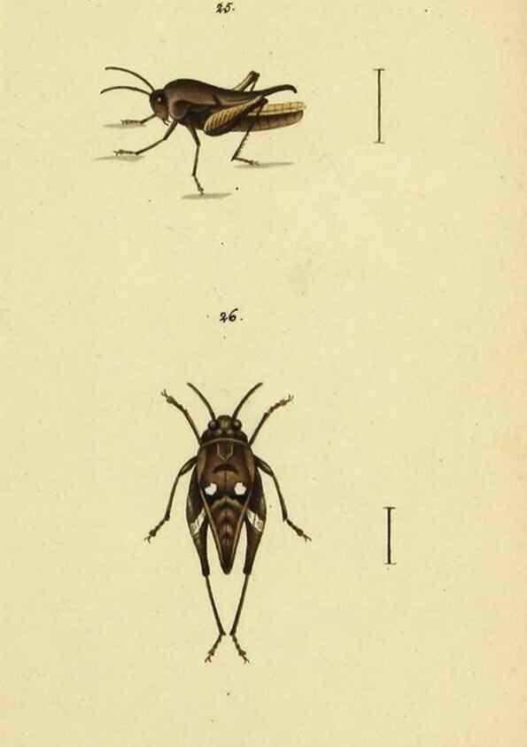 Reproducción/Reproduction 9607924912: Symbola faunae insectorum Helvetiae exhibentia vel species novas vel nondum depictas.. Basileae,typ. J. Georgii Neukirch,1822.