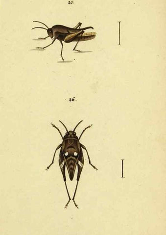 Reproducción/Reproduction 9607924912: Symbola faunae insectorum Helvetiae exhibentia vel species novas vel nondum depictas.. Basileae,typ. J. Georgii Neukirch,1822.