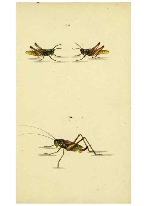 Reproducción/Reproduction 9604691171: Symbola faunae insectorum Helvetiae exhibentia vel species novas vel nondum depictas.. Basileae,typ. J. Georgii Neukirch,1822.