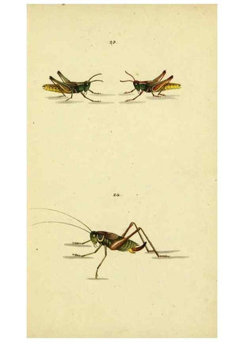 Reproducción/Reproduction 9604691171: Symbola faunae insectorum Helvetiae exhibentia vel species novas vel nondum depictas.. Basileae,typ. J. Georgii Neukirch,1822.