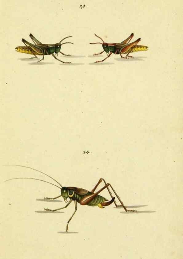 Reproducción/Reproduction 9604691171: Symbola faunae insectorum Helvetiae exhibentia vel species novas vel nondum depictas.. Basileae,typ. J. Georgii Neukirch,1822.