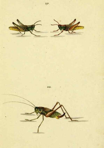 Reproducción/Reproduction 9604691171: Symbola faunae insectorum Helvetiae exhibentia vel species novas vel nondum depictas.. Basileae,typ. J. Georgii Neukirch,1822.