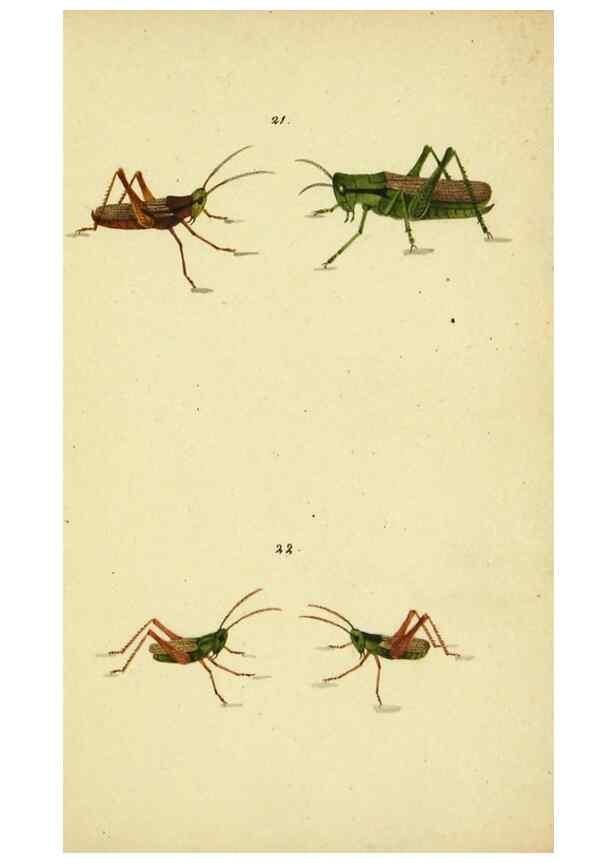 Reproducción/Reproduction 9607923682: Symbola faunae insectorum Helvetiae exhibentia vel species novas vel nondum depictas.. Basileae,typ. J. Georgii Neukirch,1822.