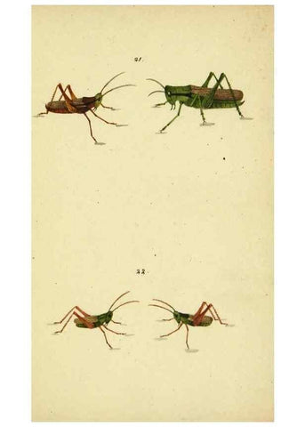 Reproducción/Reproduction 9607923682: Symbola faunae insectorum Helvetiae exhibentia vel species novas vel nondum depictas.. Basileae,typ. J. Georgii Neukirch,1822.
