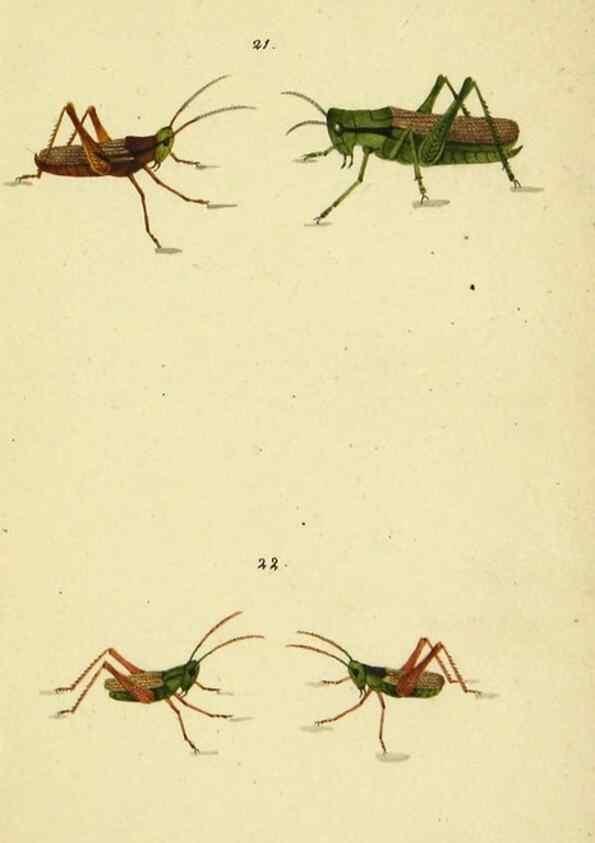 Reproducción/Reproduction 9607923682: Symbola faunae insectorum Helvetiae exhibentia vel species novas vel nondum depictas.. Basileae,typ. J. Georgii Neukirch,1822.