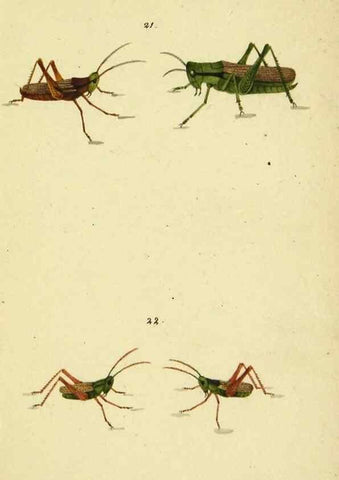 Reproducción/Reproduction 9607923682: Symbola faunae insectorum Helvetiae exhibentia vel species novas vel nondum depictas.. Basileae,typ. J. Georgii Neukirch,1822.