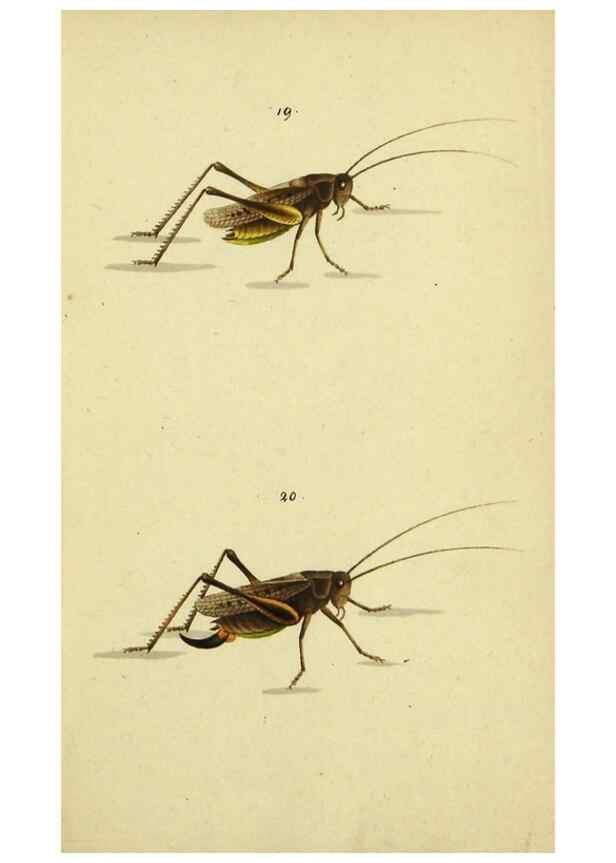 Reproducción/Reproduction 9607922952: Symbola faunae insectorum Helvetiae exhibentia vel species novas vel nondum depictas.. Basileae,typ. J. Georgii Neukirch,1822.