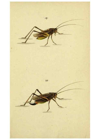 Reproducción/Reproduction 9607922952: Symbola faunae insectorum Helvetiae exhibentia vel species novas vel nondum depictas.. Basileae,typ. J. Georgii Neukirch,1822.