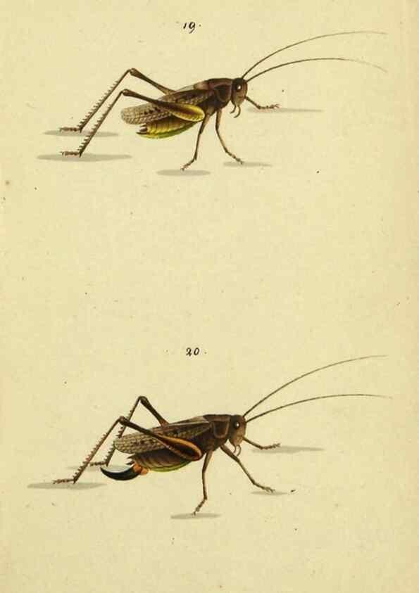 Reproducción/Reproduction 9607922952: Symbola faunae insectorum Helvetiae exhibentia vel species novas vel nondum depictas.. Basileae,typ. J. Georgii Neukirch,1822.