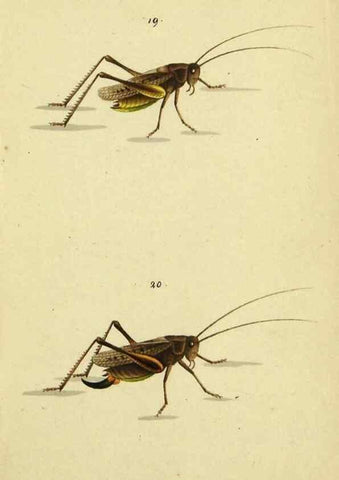 Reproducción/Reproduction 9607922952: Symbola faunae insectorum Helvetiae exhibentia vel species novas vel nondum depictas.. Basileae,typ. J. Georgii Neukirch,1822.