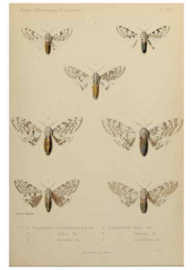 Reproducción/Reproduction 9604575747: Études d'entomologie :. Rennes :Imprimerie Oberthür,[1876]-1902.