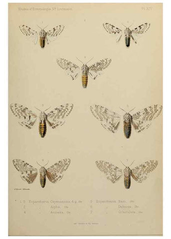 Reproducción/Reproduction 9604575747: Études d'entomologie :. Rennes :Imprimerie Oberthür,[1876]-1902.