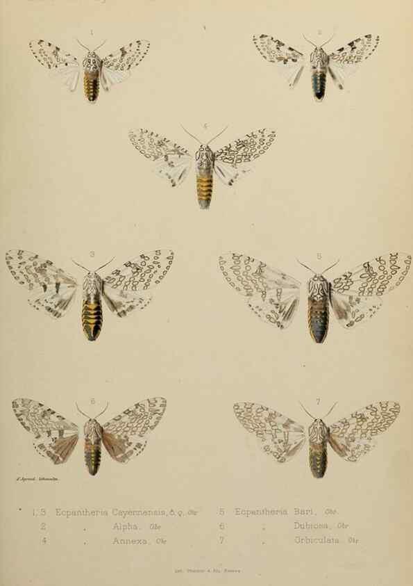 Reproducción/Reproduction 9604575747: Études d'entomologie :. Rennes :Imprimerie Oberthür,[1876]-1902.