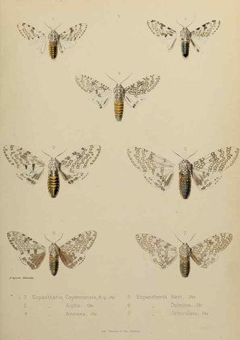 Reproducción/Reproduction 9604575747: Études d'entomologie :. Rennes :Imprimerie Oberthür,[1876]-1902.