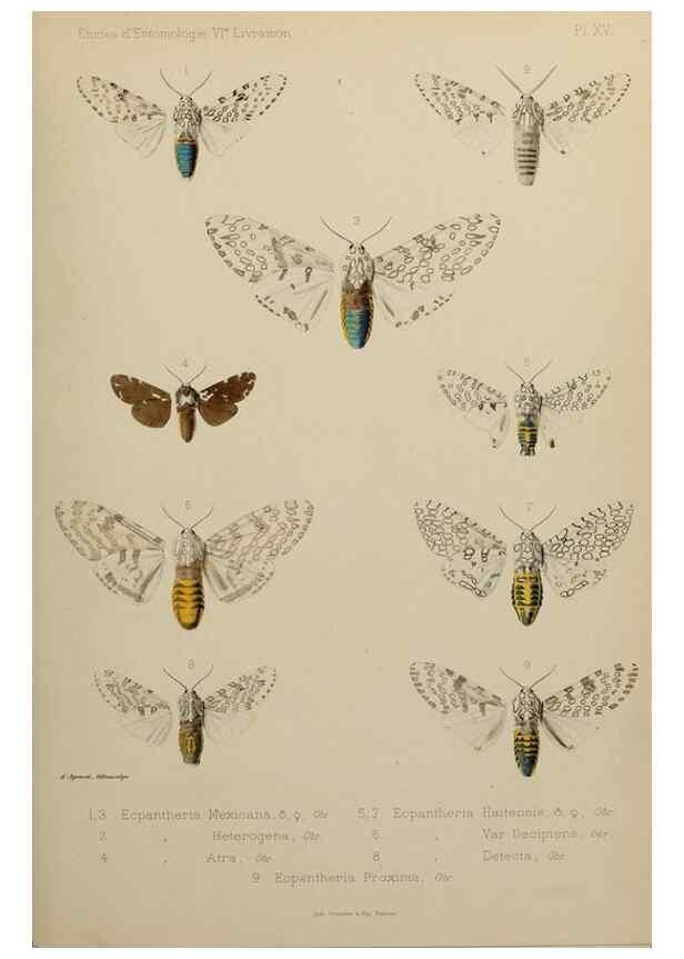 Reproducción/Reproduction 9607811200: Études d'entomologie :. Rennes :Imprimerie Oberthür,[1876]-1902.