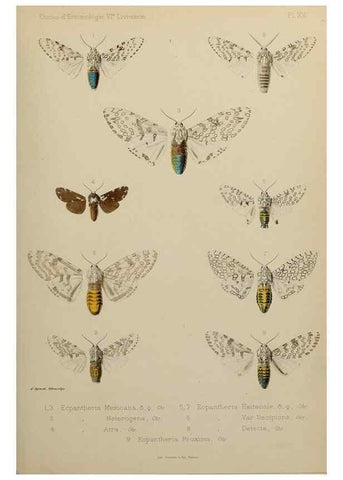 Reproducción/Reproduction 9607811200: Études d'entomologie :. Rennes :Imprimerie Oberthür,[1876]-1902.