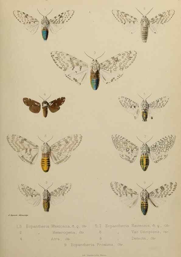 Reproducción/Reproduction 9607811200: Études d'entomologie :. Rennes :Imprimerie Oberthür,[1876]-1902.